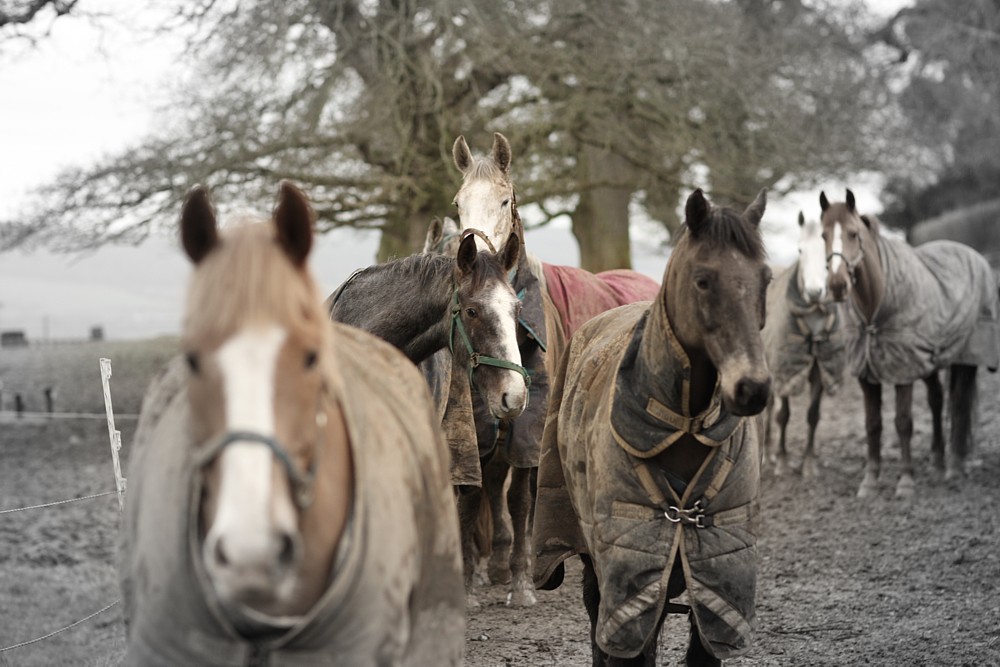 Happy horses in the field - Belair Hotel Equestrian